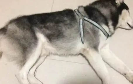 哈士奇犬懷孕要注意些什么