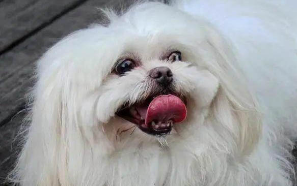 狗狗懷孕有哪些跡象