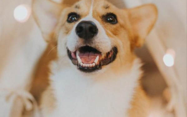 狗狗肚子發黑