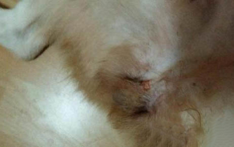 哺乳期母狗的飼養(yǎng)與管理