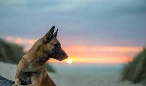 挑選好狗的6條標(biāo)準(zhǔn)