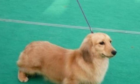狗狗坐月子能吃鹽嗎