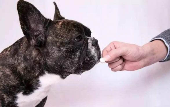犬細小有哪些癥狀