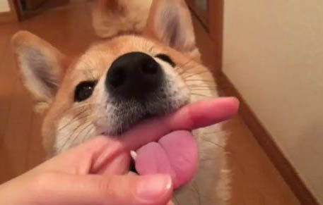 柴犬的春夏秋冬養護知識