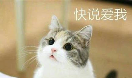 貓咪把人當(dāng)媽媽的表現(xiàn)