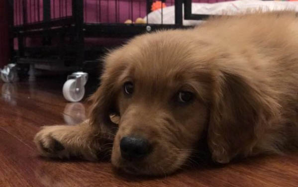狗狗打了疫苗以后還會得細小嗎