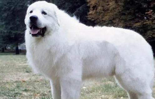 正宗土狗多少錢一只