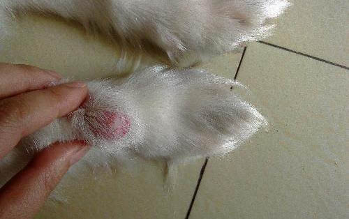 狗狗疫苗哪個牌子好