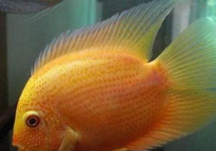 菠蘿魚能和鸚鵡魚混養嗎