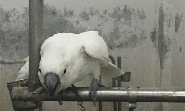 鸚鵡魚歪著身子躲角落怎么辦