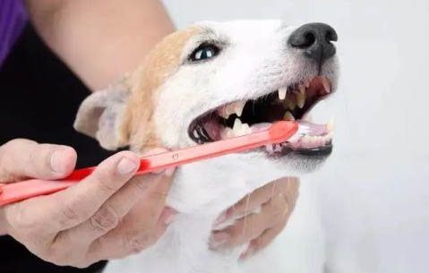 狗狗瘦不長肉怎么辦