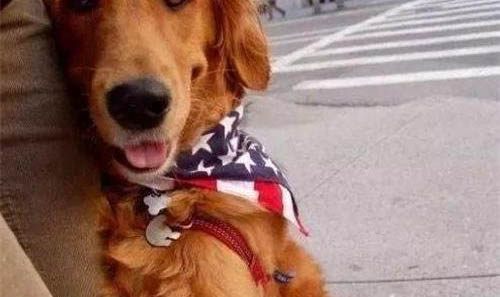 金毛犬用多大的狗籠