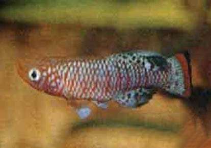 如何讓銀龍魚長得又快又大