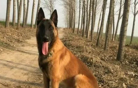 馬犬幼犬怎么看純不純