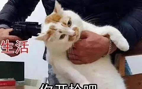 小貓可以和貓爸繁殖嗎