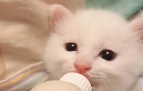 小奶貓肚子鼓鼓的正常嗎
