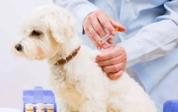 幼犬多久洗一次澡