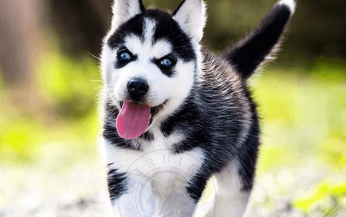 了解哈士奇犬的行為動機