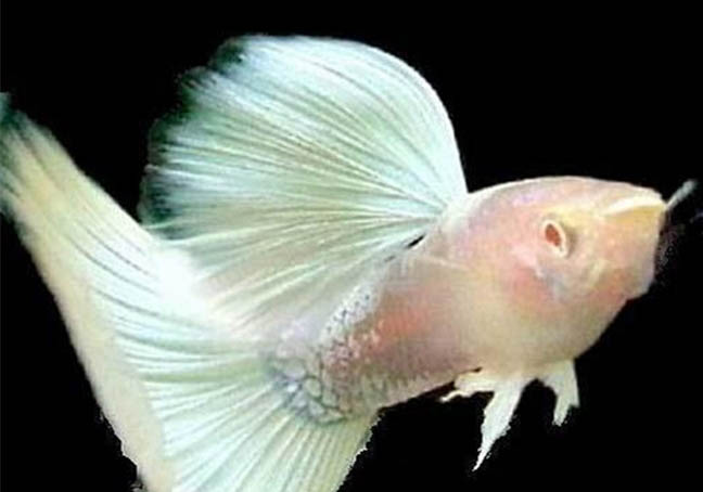 孔雀魚苗死亡率高的原因