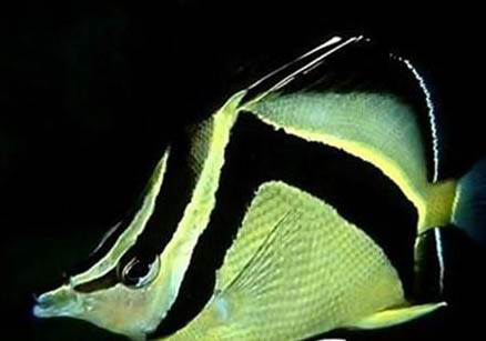 紅彩虹蝴蝶魚好養嗎