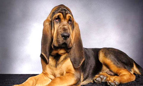 狗狗價(jià)格中冠毛犬多少錢(qián)