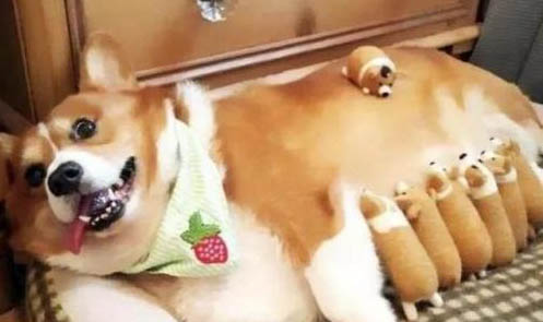 狗狗腹部?jī)蓚?cè)腫大