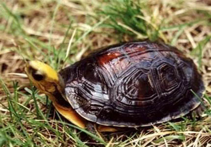 閉殼龜有哪些品種?