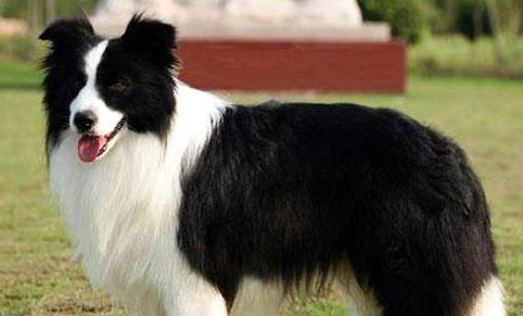 邊境牧羊犬怎么教育