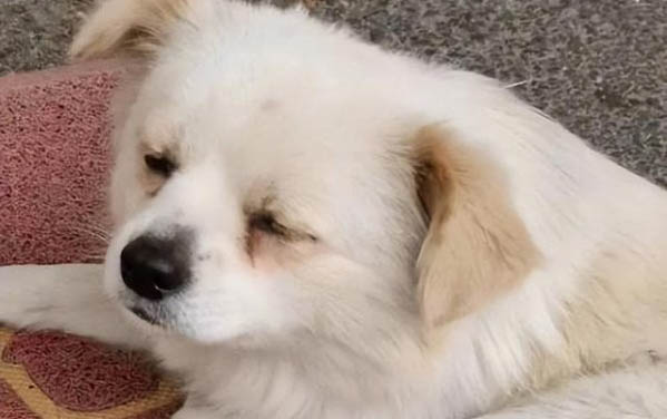 小狗牙齦發(fā)白