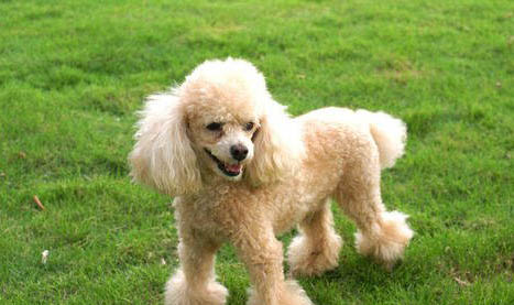 貴賓犬和泰迪的區別是什么