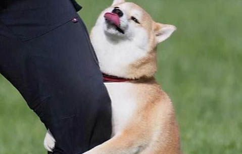 如何照顧懷孕母狗