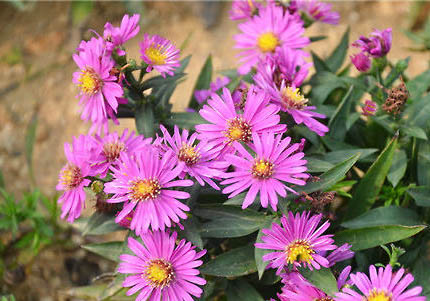 荷蘭豬死了要怎么處理