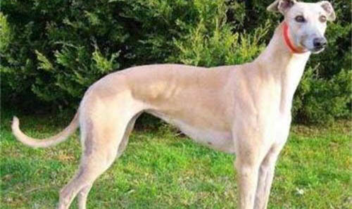 靈緹犬和格力犬的區(qū)別