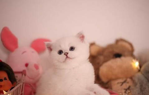 養金漸層的攻略