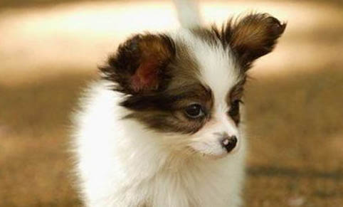 蝴蝶犬需要陪伴嗎