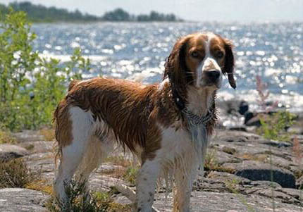 卡迪根威爾士柯基優(yōu)缺點