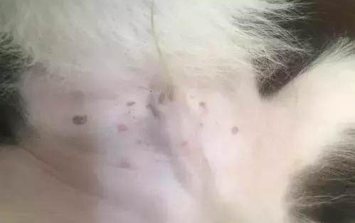 比熊和博美哪個貴