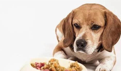 訓練家狗的方法有哪些