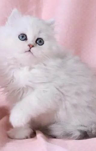 金吉拉貓的壽命一般多長