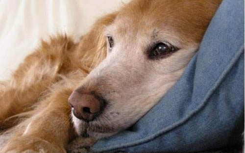 狗狗腎臟不好的癥狀