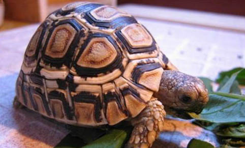 陸龜可以養(yǎng)嗎