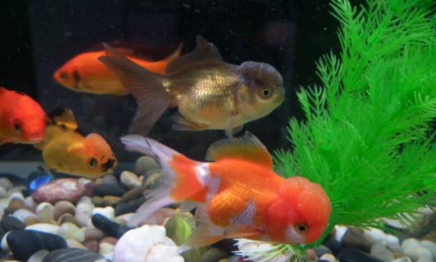彩裙魚能和什么魚混養
