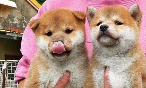 柴犬是不是日本的土狗?