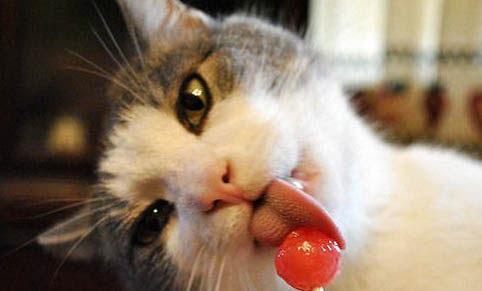 怎么防止貓在一處拉屎