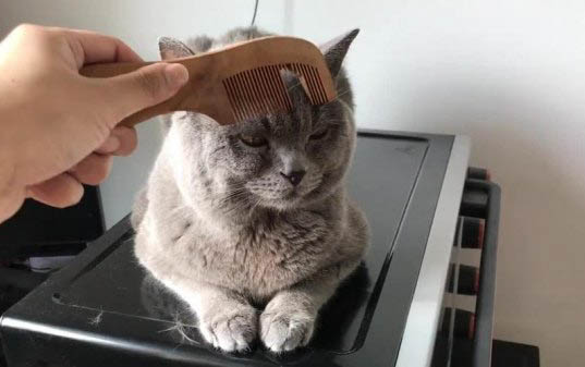 剛出生小貓要多久睜眼
