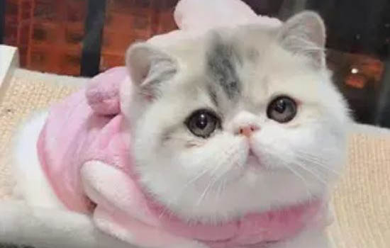 小奶貓能喝純牛奶嗎？