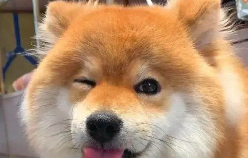 怎么照顧柴犬幼犬?養柴犬幼犬的注意事項