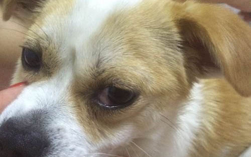 小狗得了犬瘟有什么癥狀