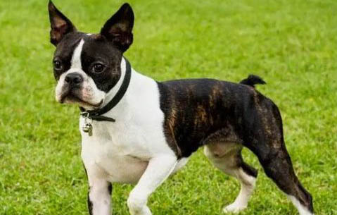 狗狗拉稀還便血是什么原因