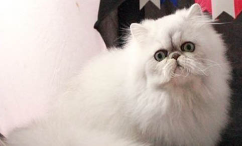 波斯貓吃了生魚后嘔吐的原因及處理方法